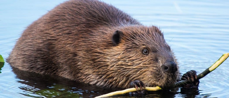 April: Beaver
