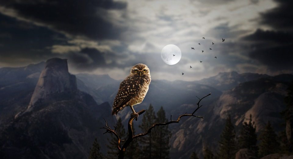 November: Owl